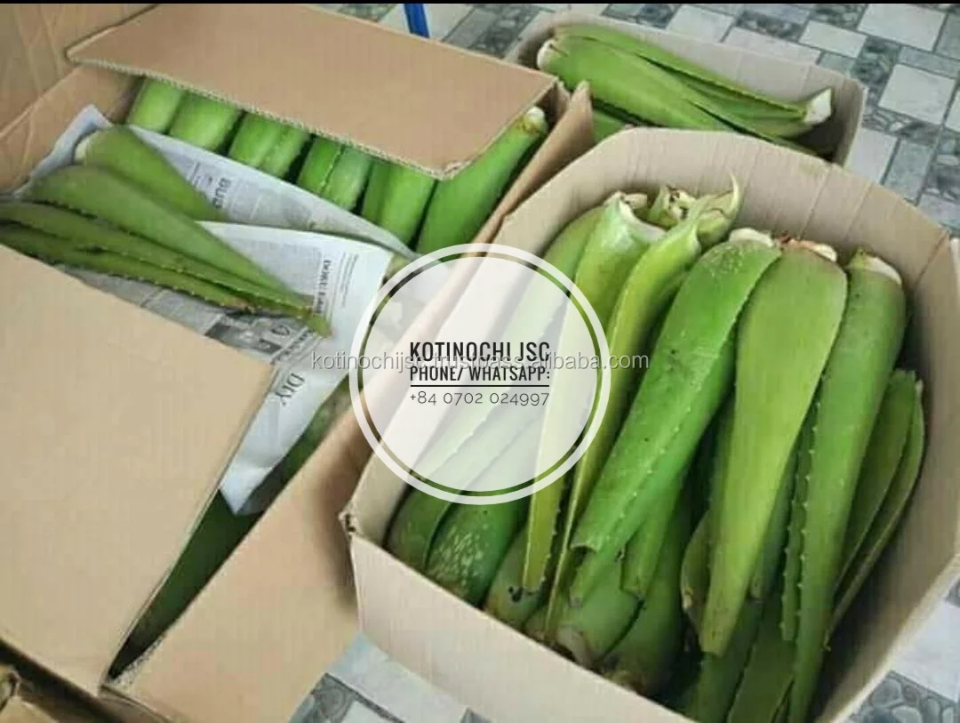 100% Natural Fresh Aloe Vera Leaves/Aloe Vera have amazing properties from Vietnam