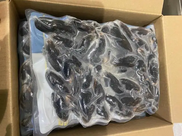 Top Quality Seafood Vacuum Pack In Shell (40-60 pcs/kg) Colour Bag 1 kg/pkt Whole Frozen Cooked Blue Mussel