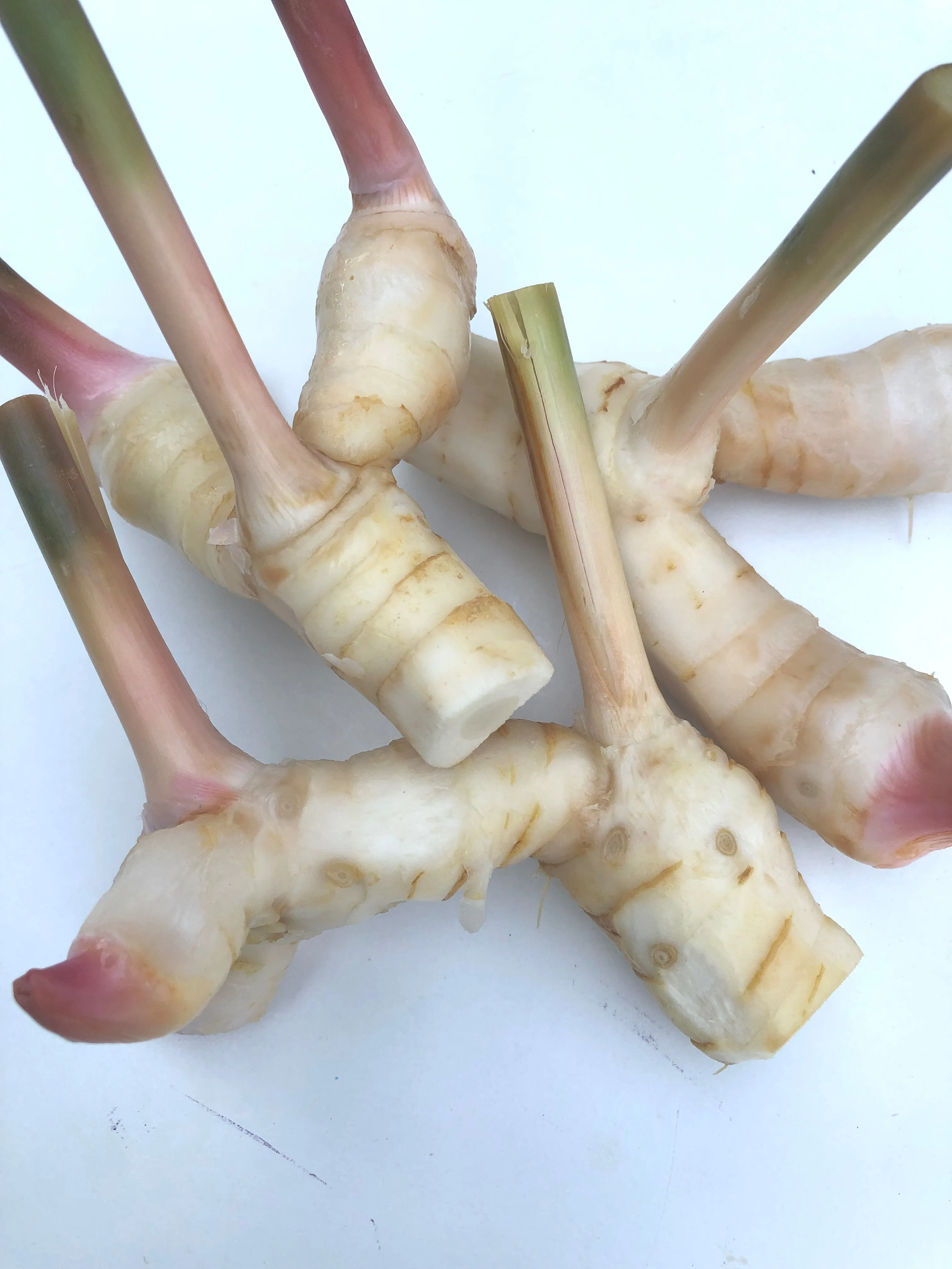 Свежие корни Galangal высшего класса по лучшей цене свежие овощи из Таиланда за 100% экспорт оптом