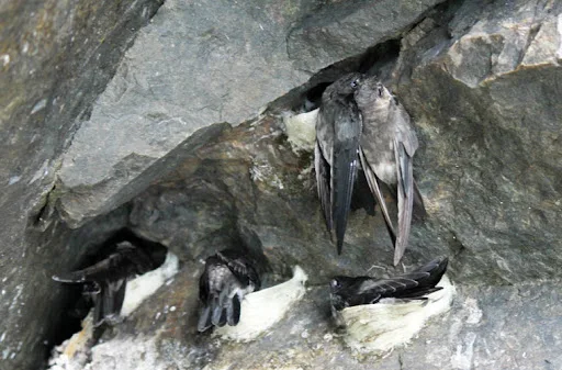 Чистые Натуральные съедобные гнезда поставляются в пластиковой коробке 100 г с премиум птичьим гнездом