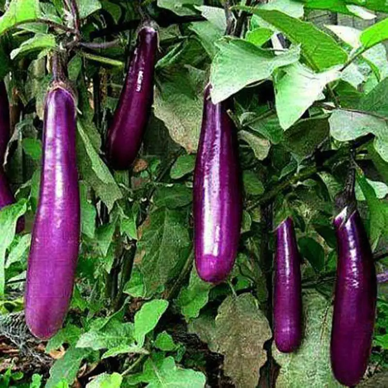 
HIGH QUALITY FRESH PURPLE EGGPLANT VIETNAM EXPORTING [Edna +84 919 04 5050] 