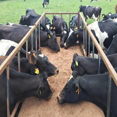  60% корм для животных твердый питательный диетический пирог из ядра пальмы корма курицы коровы овцы козы в текирдаге Турция