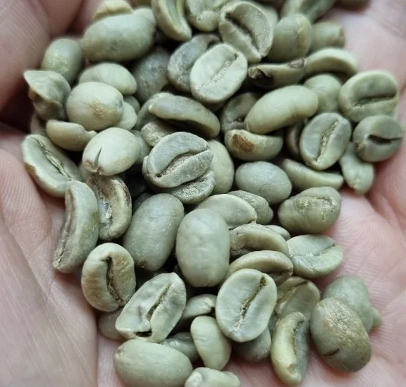 High quality premium 100% Arabica - green coffee beans herbal