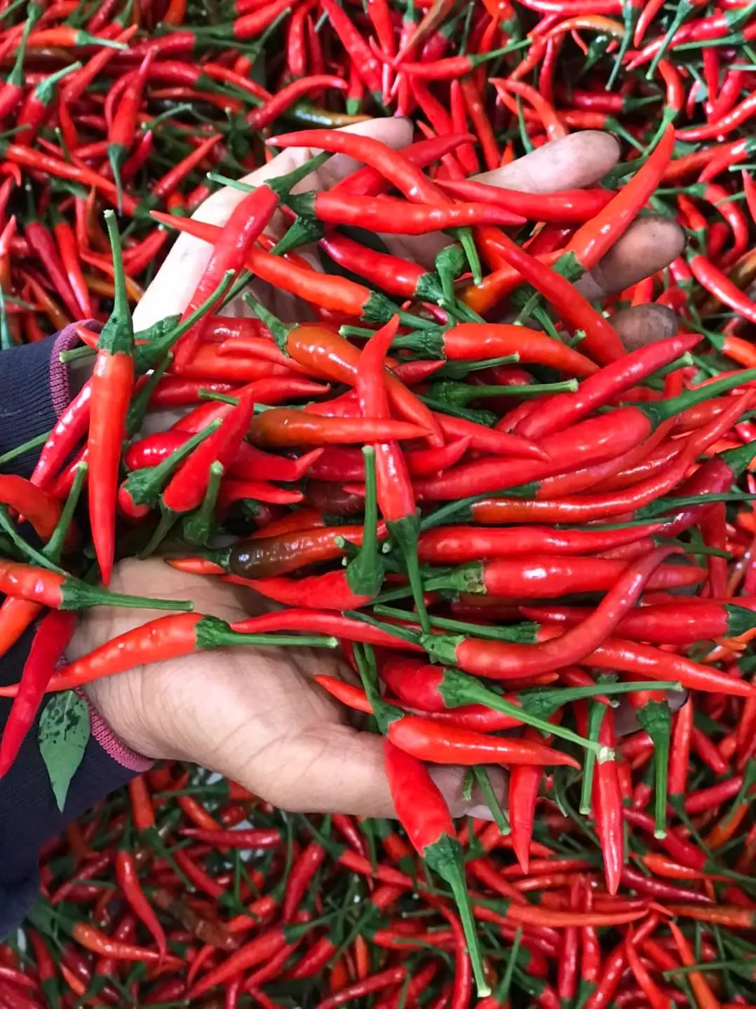 Свежий Чили из Вьетнама для экспорта на рынки ЕС и Азии по конкурентоспособной цене с сертификацией VIETGAP.