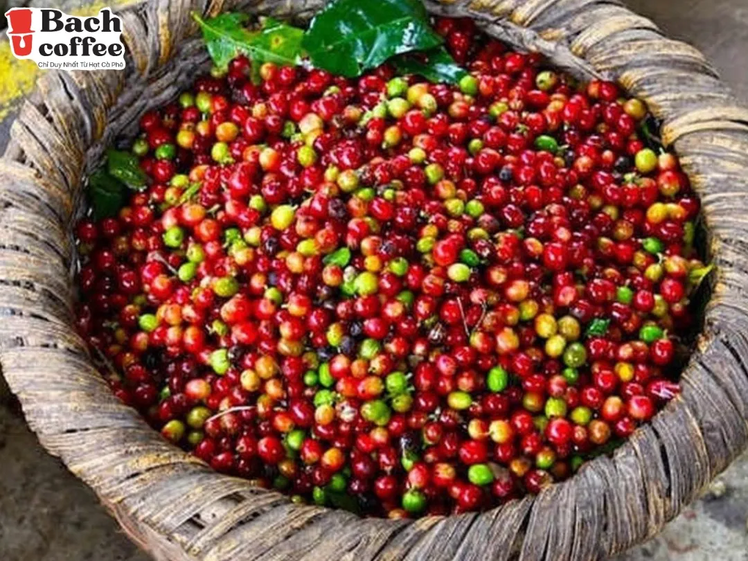 
BachCoffee The Original Italian Medium Roast- Whole Bean Coffee- 100% Catimor roast Coffee Beans - Special Vietnamese coffee 