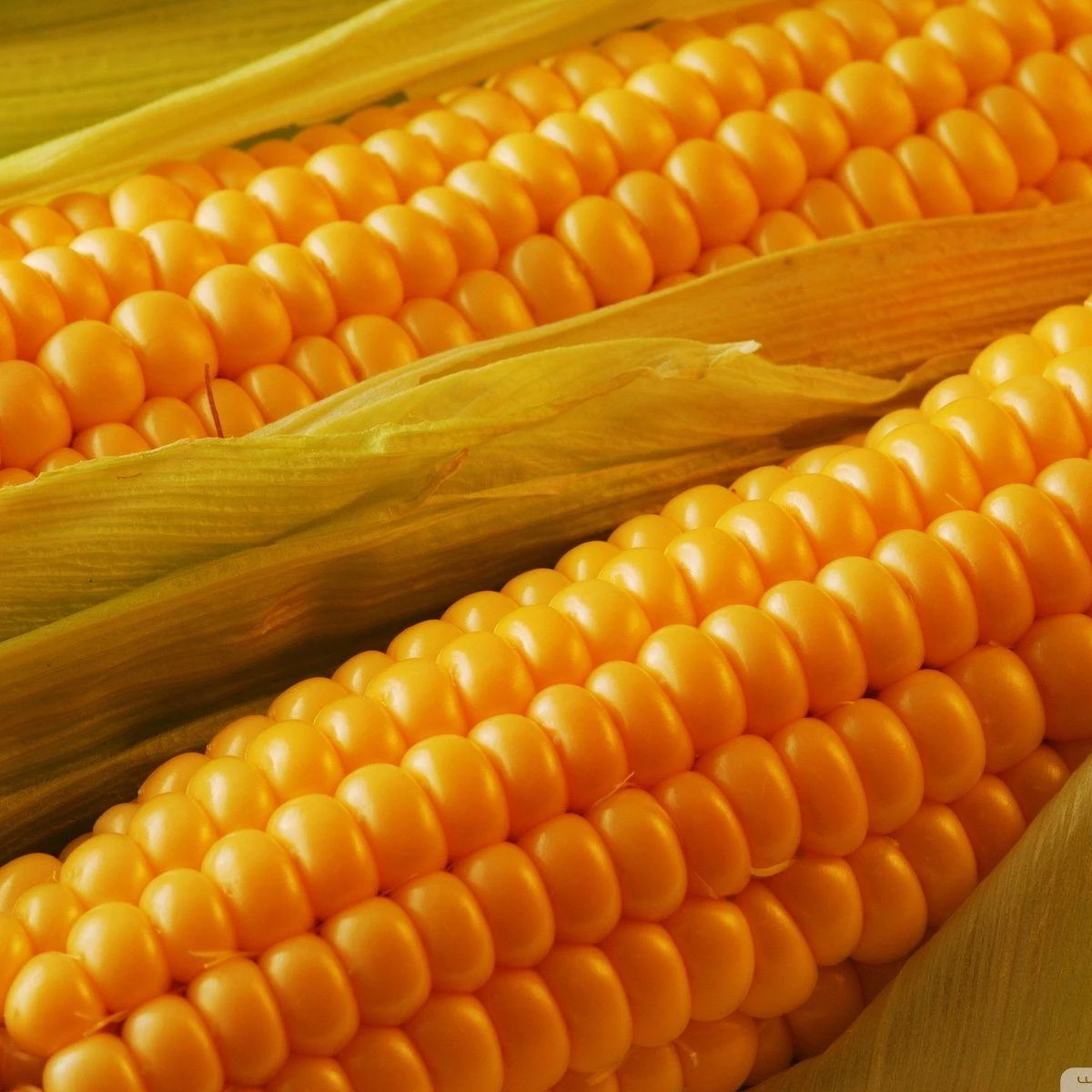 Good Quality Fresh Corn