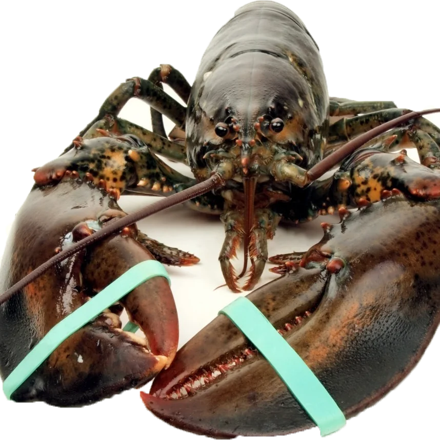 Norwegian Lobsters Tails Frozen