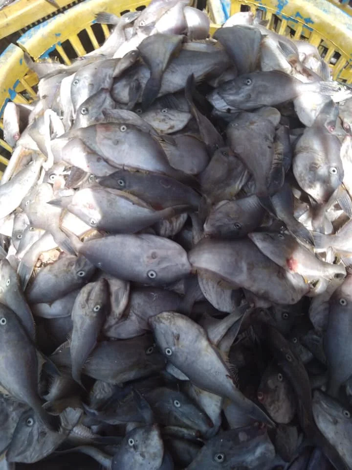 Доступны Замороженные кожаные куртки Рыба морепродукты для