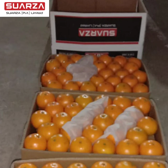 Fresh orange  red fruits special produce of Sargodha Pakistn is ready now