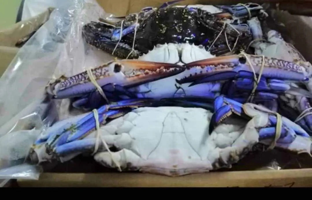 Наполовину разрезанный замороженный синий краб для плавания