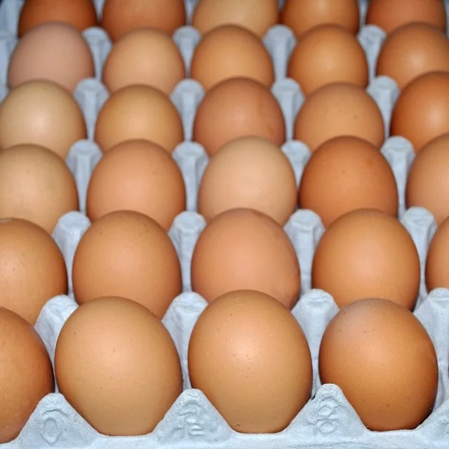 High Quality Fresh Chicken Eggs USA