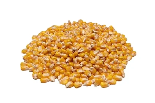 Best quality Yellow and White Corn/Maize Grain - Corn seed