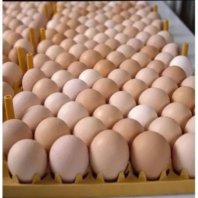 Свежие яйца европейского стандарта