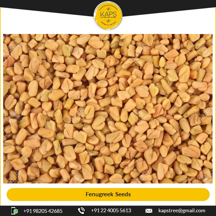 
Trusted Seller of Highest Quality Sortex Grade Fenugreek Seeds at Good Price 
