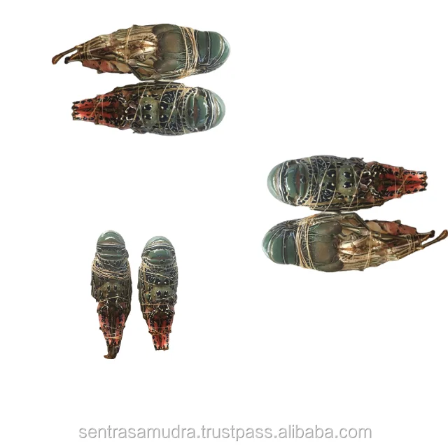  ornate rock lobster (panulirus ornatus)