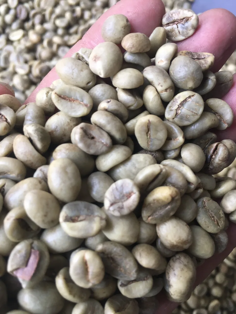 VIETNAM ROBUSTA COFFEE BEANS R1S16, R1S18 CLEANED, WASHED, WET POLISHED FROM DIRECT SUPPLY  FOR EXPORT HIGH QUALITY BEST PRICE