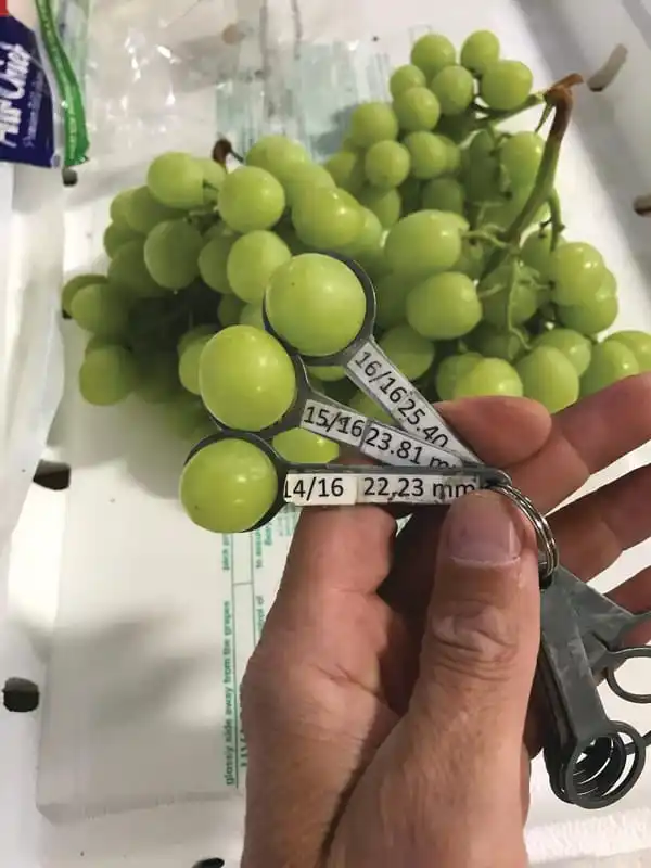 Premium quality Fresh Thomson Green Grapes from India