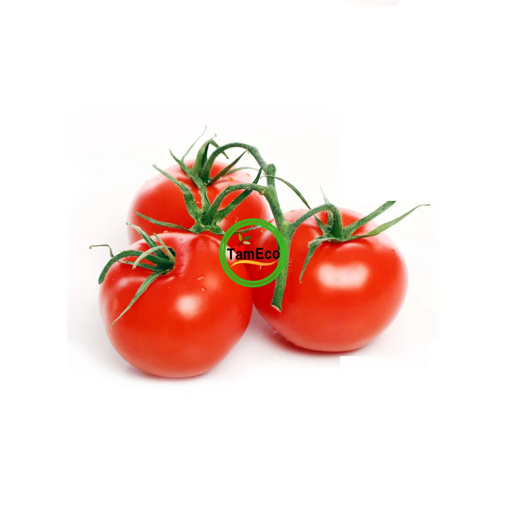 Natural Healthy And Clean Agriculture Vegetables High Grade Viet Gap Standard Roma Organic Red Tomatoes