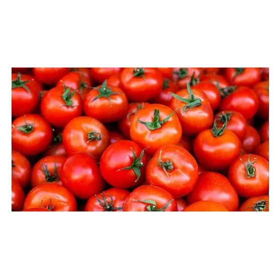 
Hot Selling Price Of Fresh Tomatoes in Bulk 