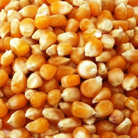
Maize/Corn, Non-GMO, Fit for Human Consumption and Animal Feed, Origin: ( Cameroon ) 