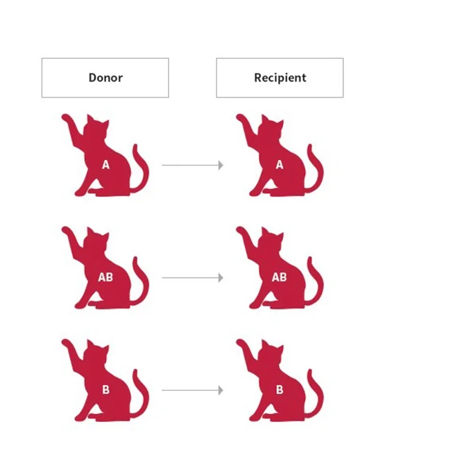 Good cats products online pets care 2023 pet test kit