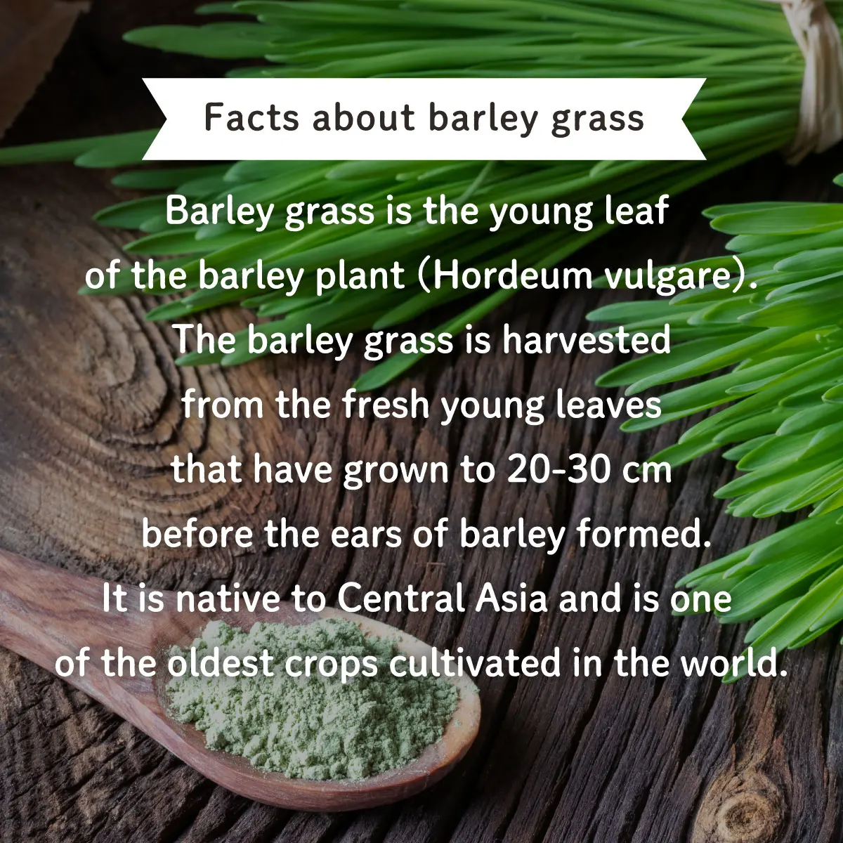 Organic barley grass extract powder barley grass juice made in japan
