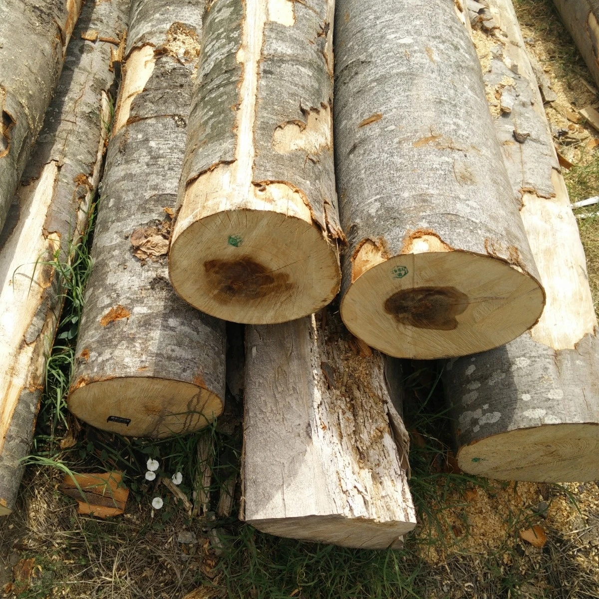 Wholesale Supplier Doussie Wood Logs For Sale In Cheap Price Bulk Doussie Wood Logs
