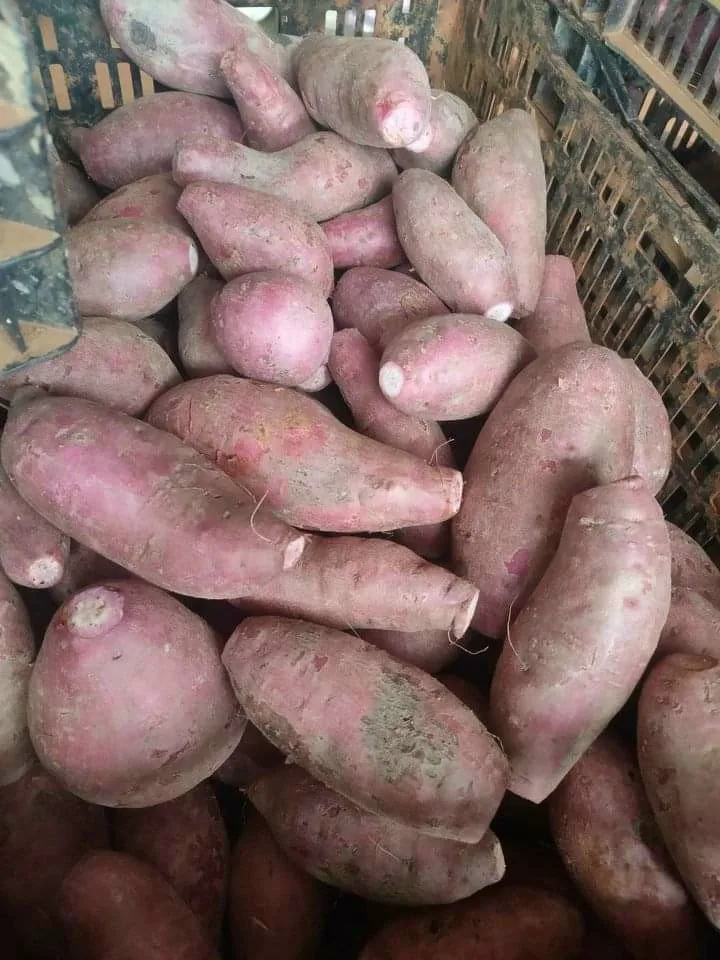 Фиолетовый сладкий картофель лучшего качества органический свежий из