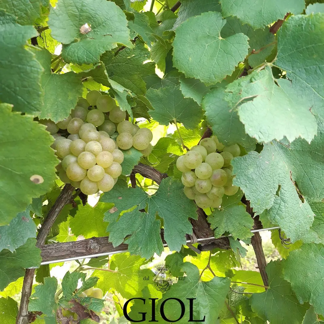 Premium Quality Italian Organic Prosecco Sparkling Wine 75 Cl for Aperitif and Dine