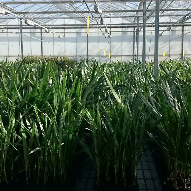 Tissue Culture of the Date palm Seedlings