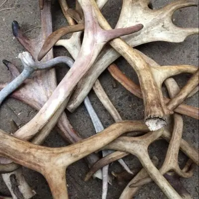Red Deer Antlers Sale - Premium Quality Red Deer Antlers