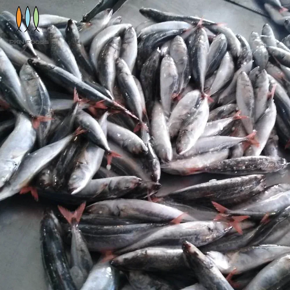 BLOCK IQF Seasonal Nature Whole Body Frozen Scad Fish Decapterus Kurroides Redtail Scad From Vietnam