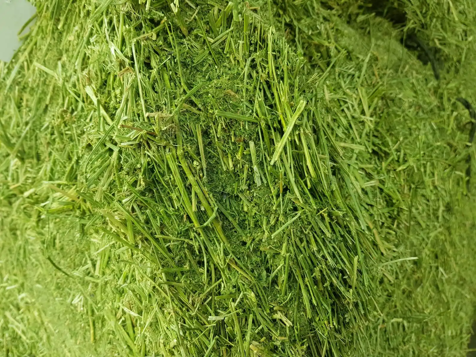 
Alfalfa hay high protein cow feed 