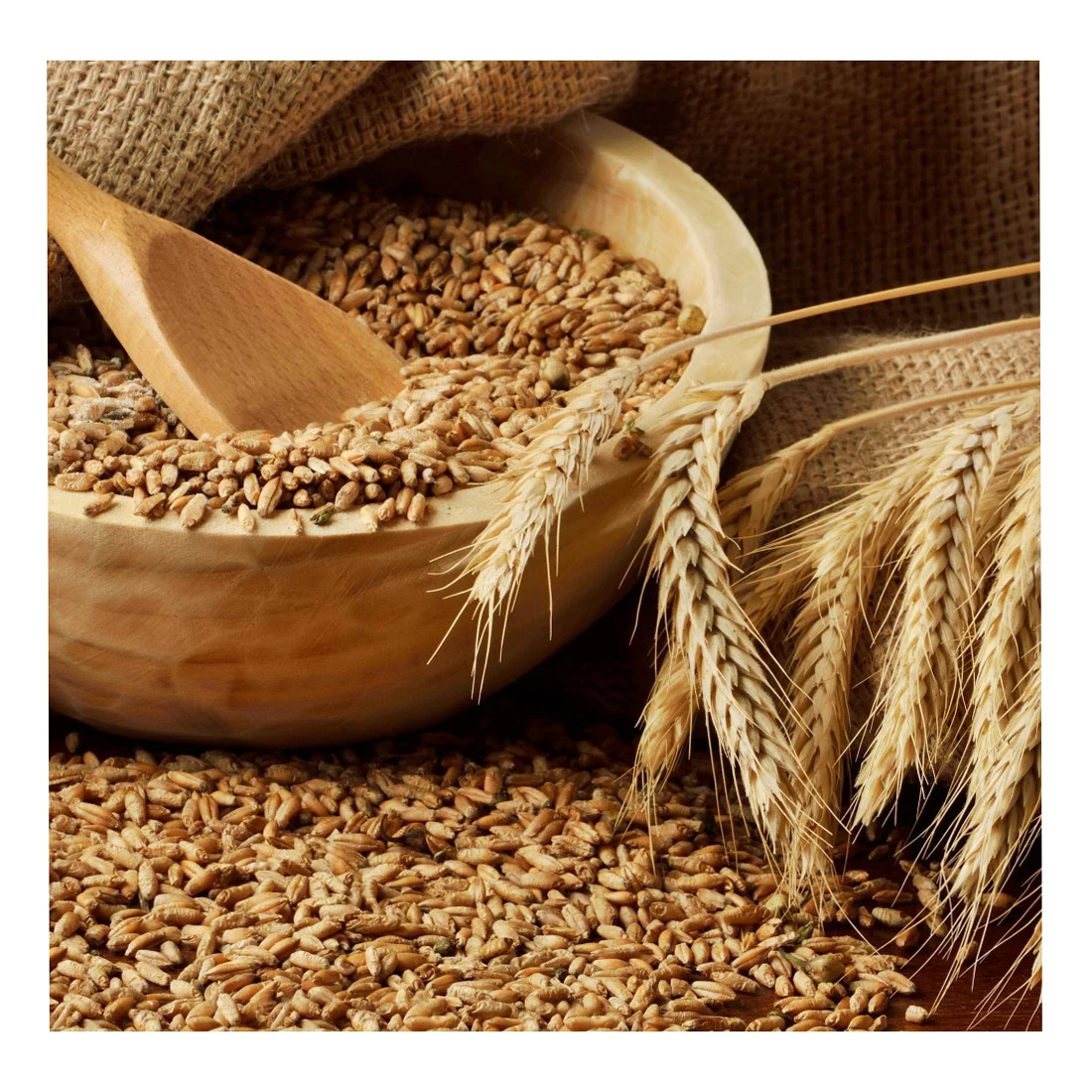 Сушеная линза высшего качества оптом, линза