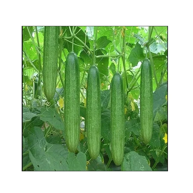 Большая распродажа свежих и вкусных огурцов