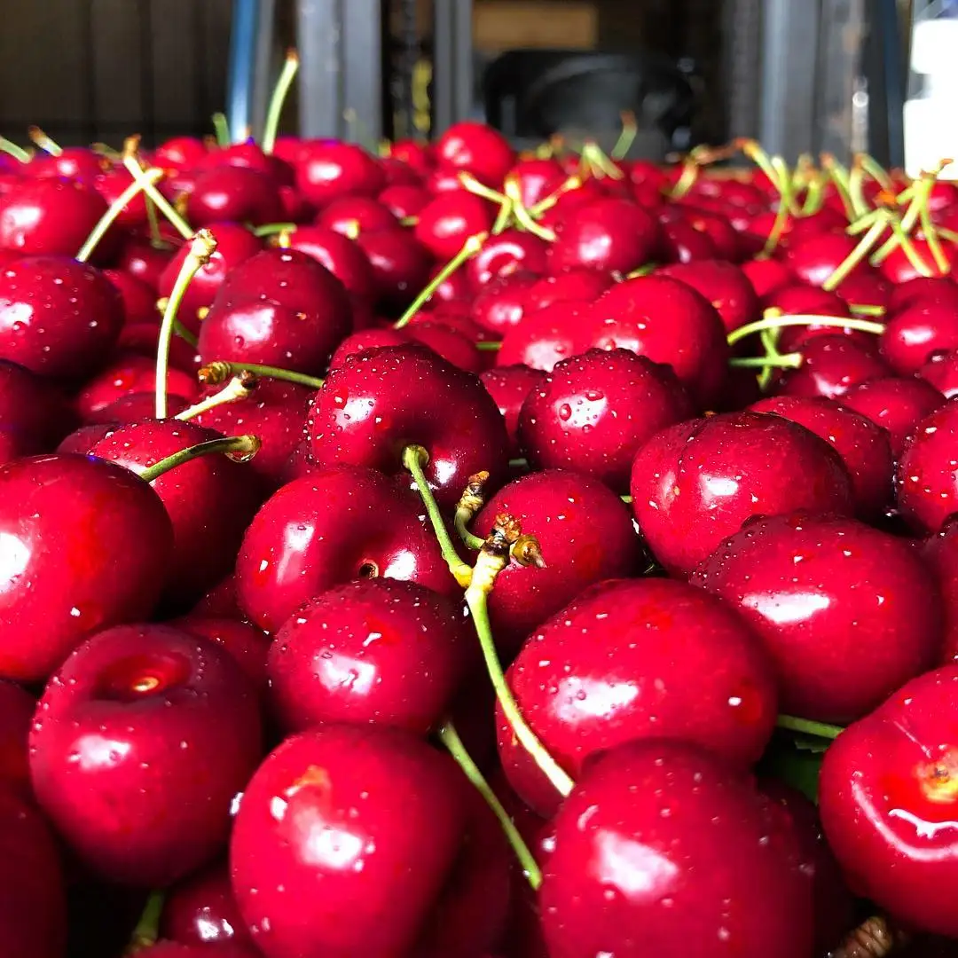 
100% ORIGINAL Fresh Cherries / Red cherries for export 