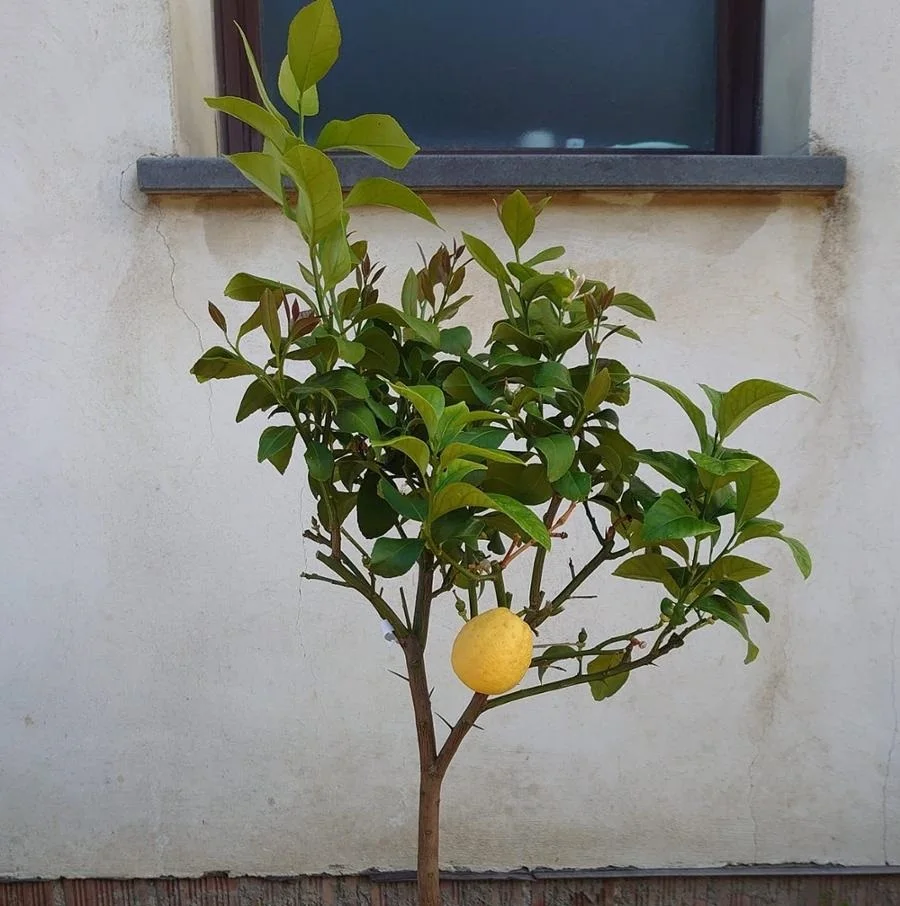 
Top Quality Fruit Tree Wholesale Citrus Lemon Tree With Fruit Potted Natural Tree For Sale 