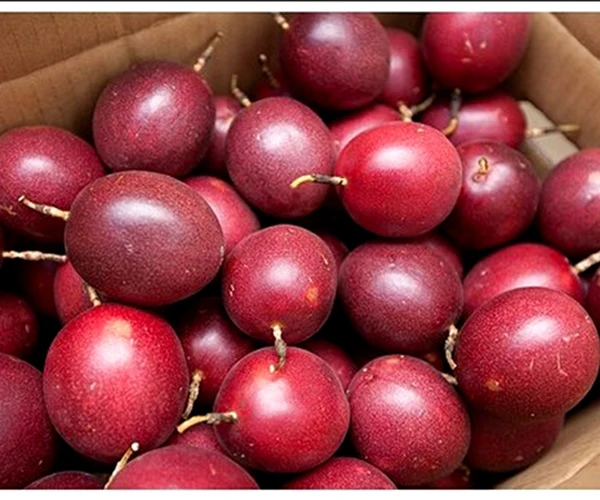 Свежий фрукт страсти, высокое качество, питательный материал из Вьетнама Томаса + 84961478592