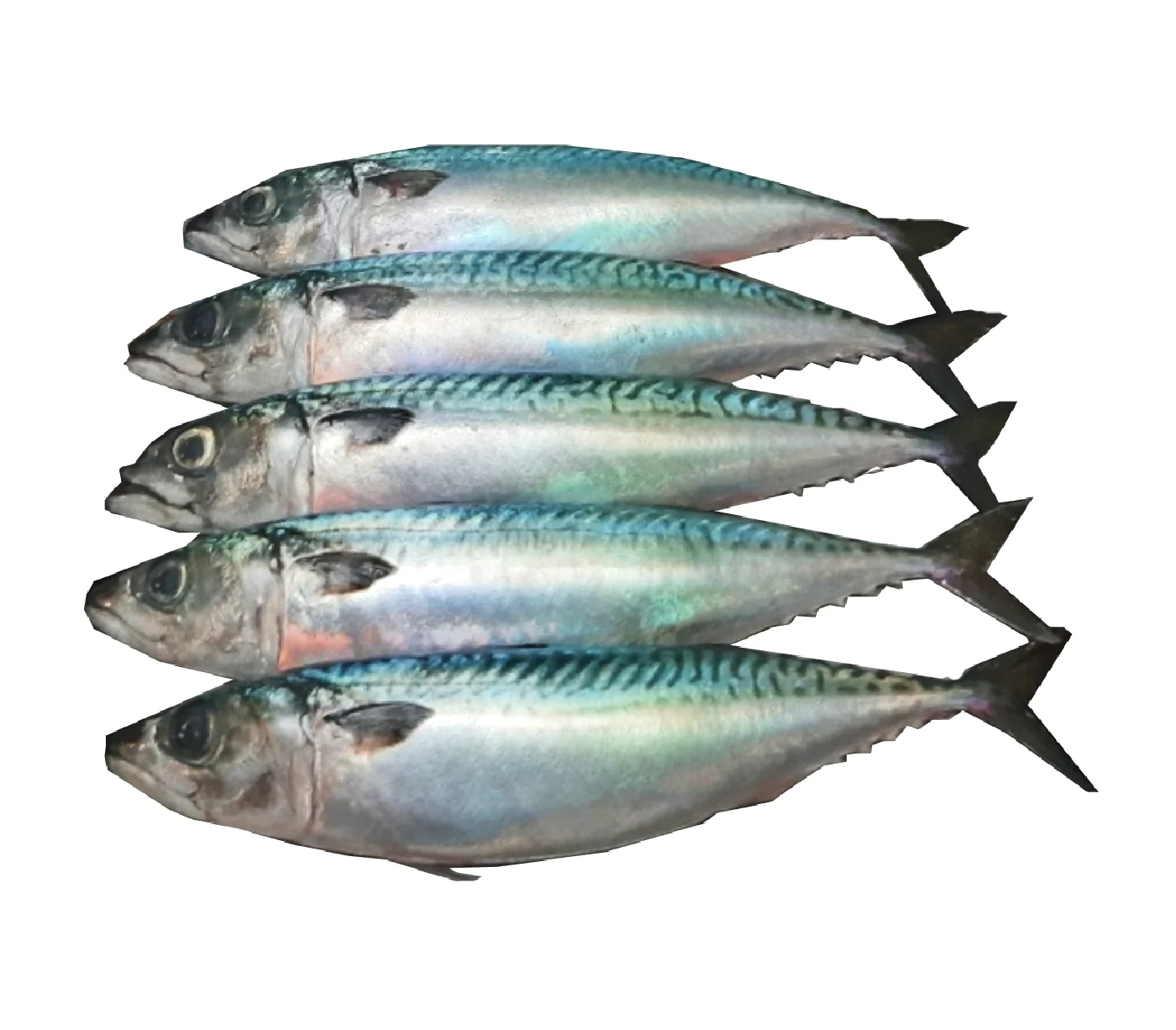 Mackerel 400+ 1/22 Freshly Frozen High Grade Mackerel Fish In Bulk From Manufacturer Wholesale Price For Export