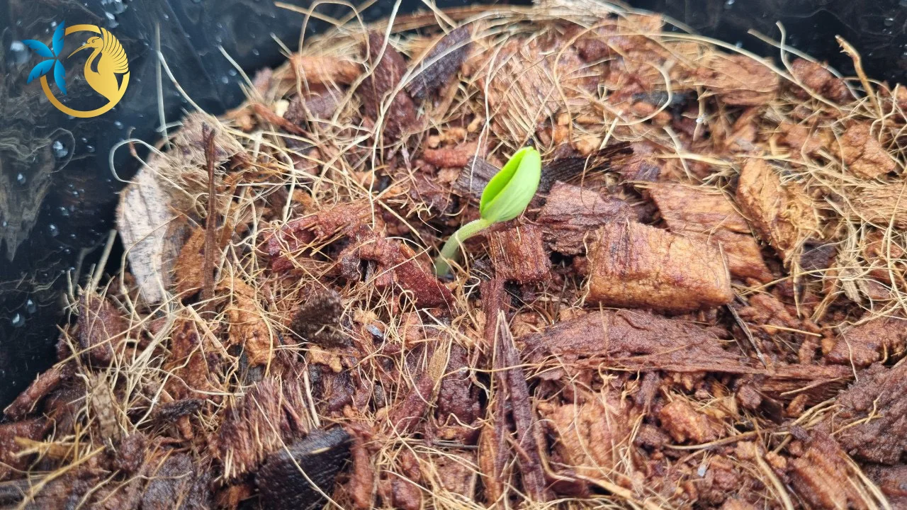 Hot sell Potting Soil Bagged Coco Peat for Incubating Plants Coconut Fiber Chip Husk Mix Pre-filled Bag Smart Solution for Plant