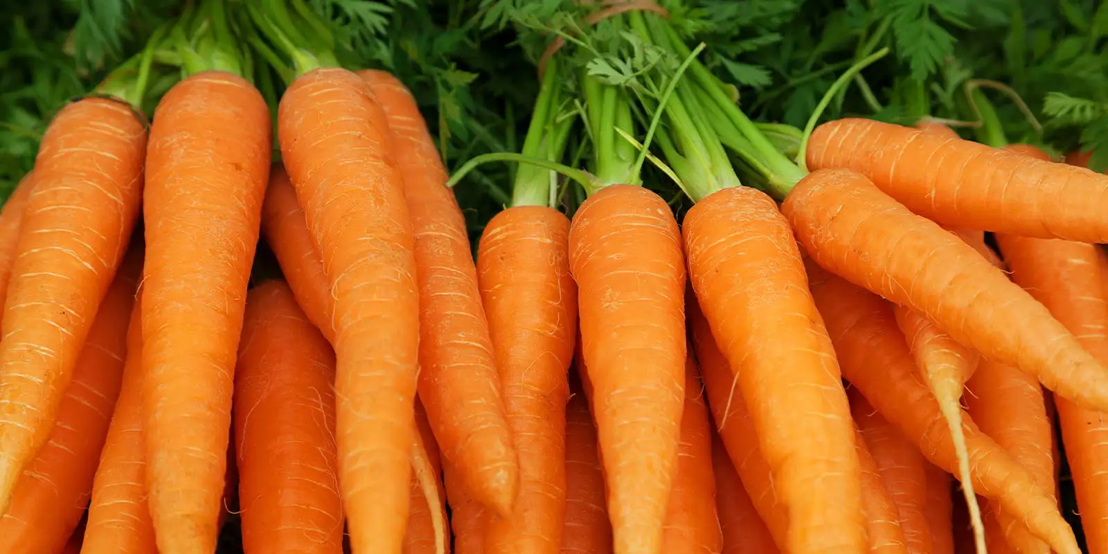 
fresh carrots, fresh from OOTY fields, 