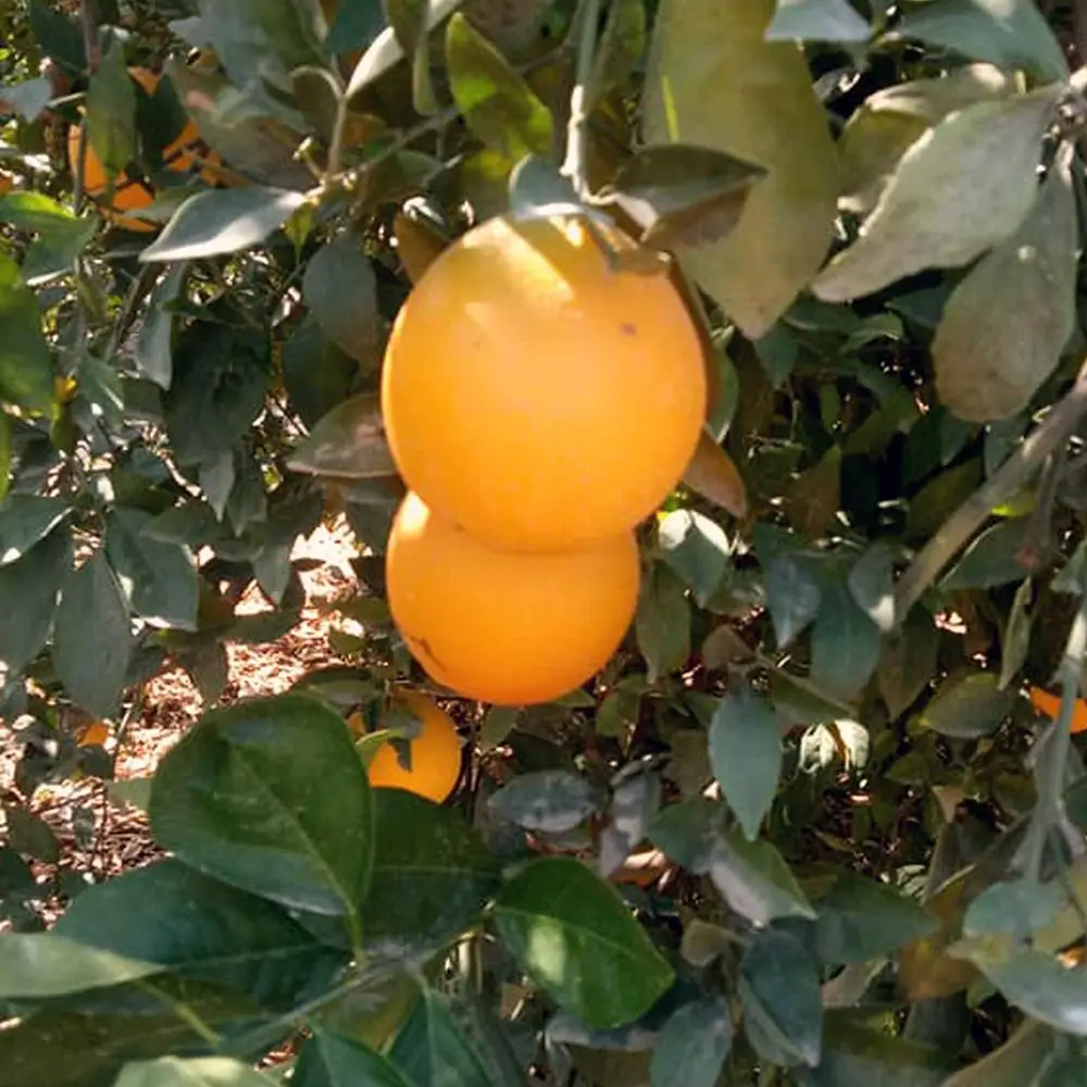 Fresh Juicy Oranges | Valencia and Navel | Egyptian Product