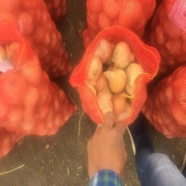 lowest price fresh yellow onion 2023