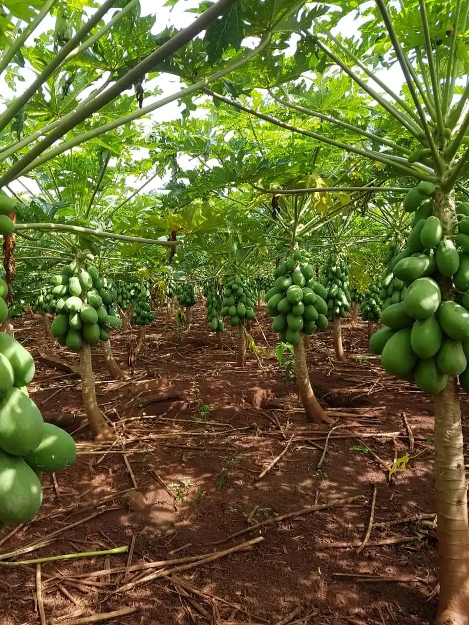 
Supplying fresh papaya/frozen papaya from Vietnam with top quality _Vikafoods (+84983028718). 