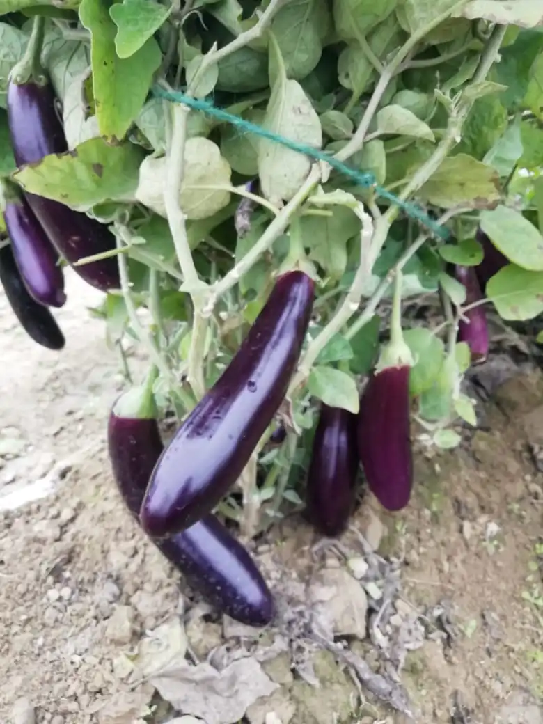  Лидер продаж семена Чили SPICEY HYBRID F1 для посева