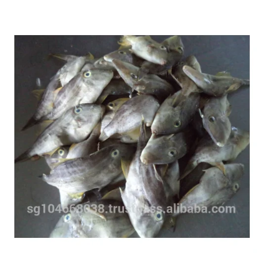 BQF Freezing 10kg/cartons Custom Packaging Malaysia Leather Jacket Fish Frozen Whole Round