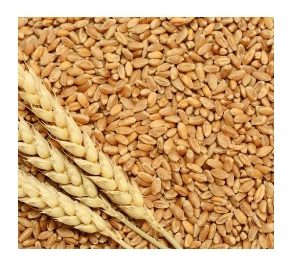 Exporter and Manufacturer of Top Quality Organic Soft Wheat Grain For Bulk Seller from India