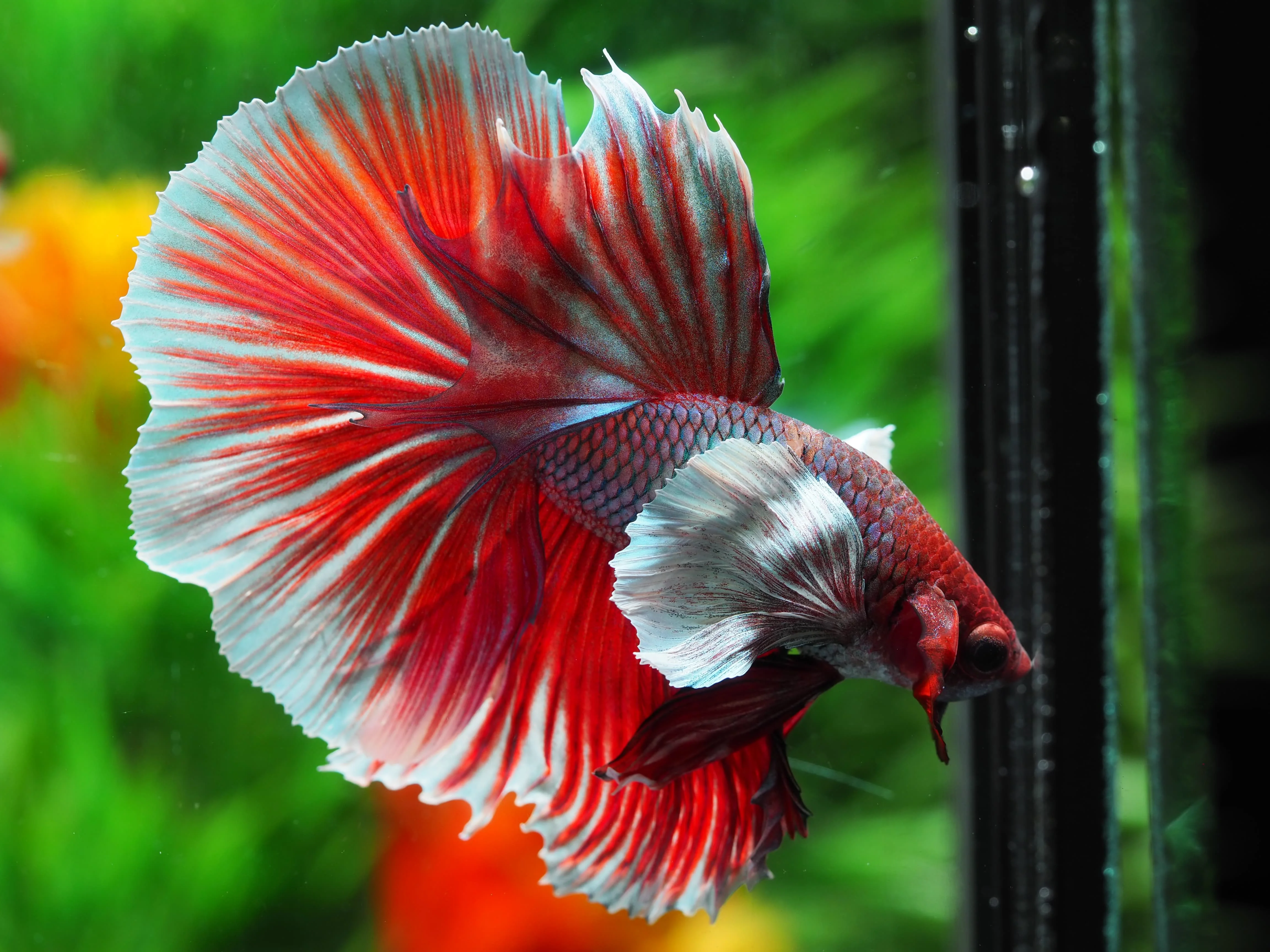 
HALFMOON DUMBO - Multicolor Thailand Betta Fish Premium Quality Plakat Siamese Fighting Fish Ornamental Aquariums 