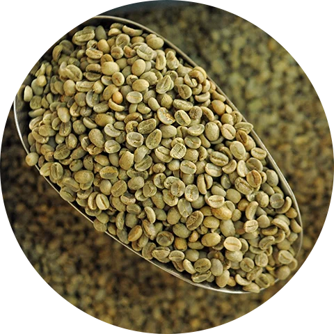 
Manglin Robusta Coffee Bean Dry Roast 90 With Fruity Flavor Available For Sale Shipping Worldwide 