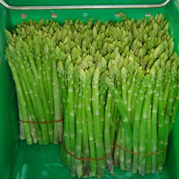 FRESH ASPARAGUS / FROZEN - MS. ELAINE +84 375 431 541